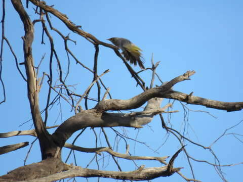 Image of Yellow-throated Miner