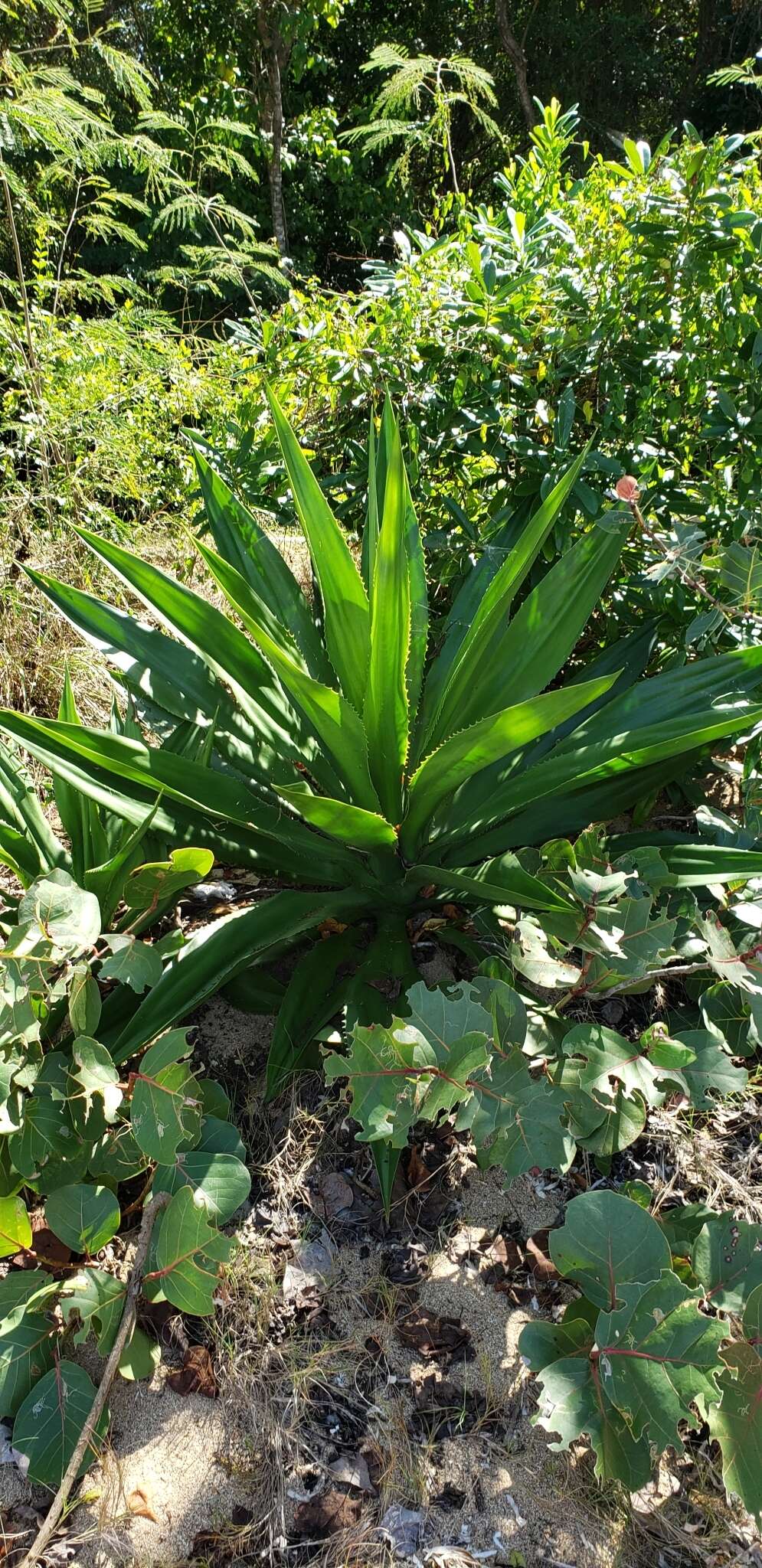 Furcraea tuberosa (Mill.) Aiton的圖片