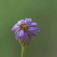 Image of Vittadinia muelleri N. T. Burbidge