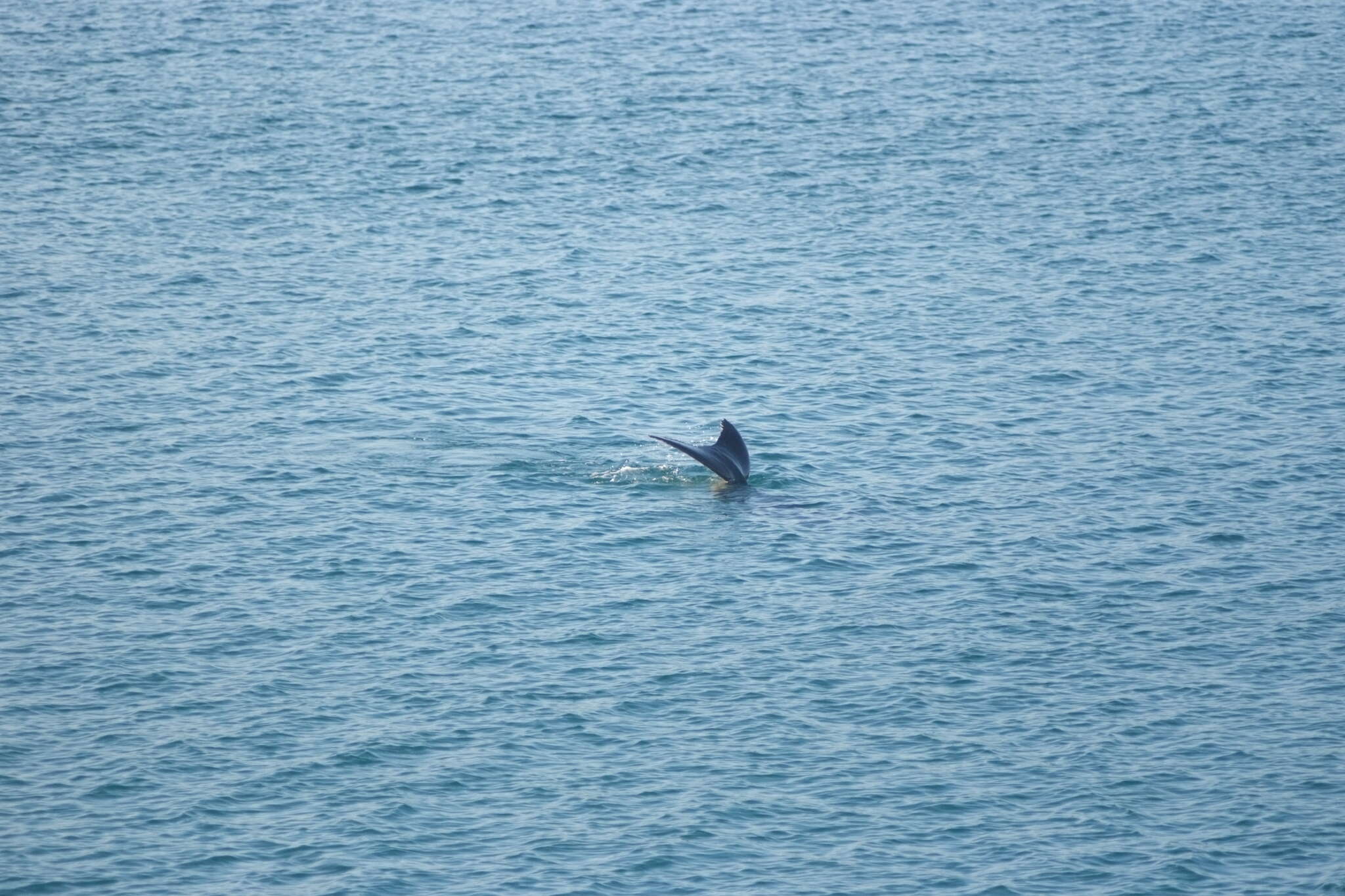 Image of Dugongs