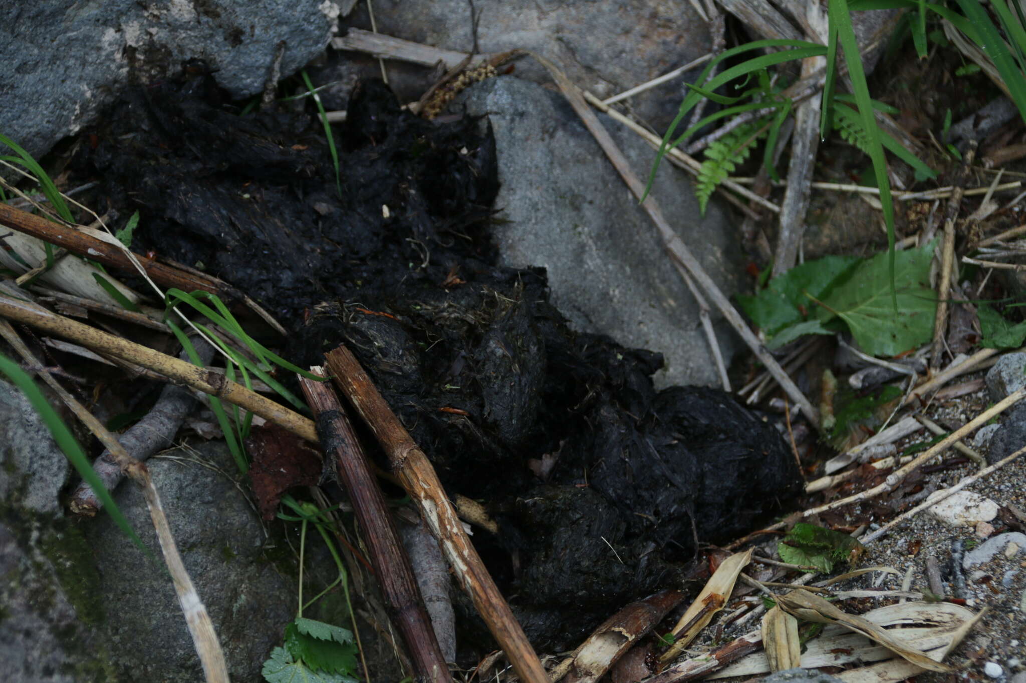 Image of Ussuri brown bear