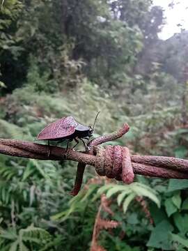 صورة Cyrtonota textilis (Boheman 1850)