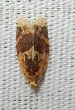 Argyrotaenia velutinana Walker 1863的圖片