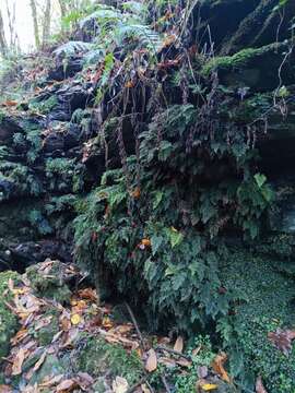 Image of Killarney fern