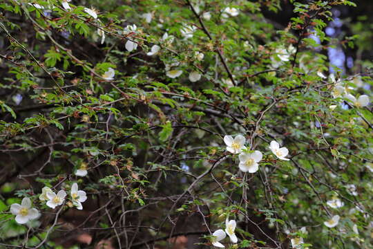 Image of Rosa sericea Lindl.