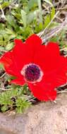 Imagem de Anemone coronaria L.