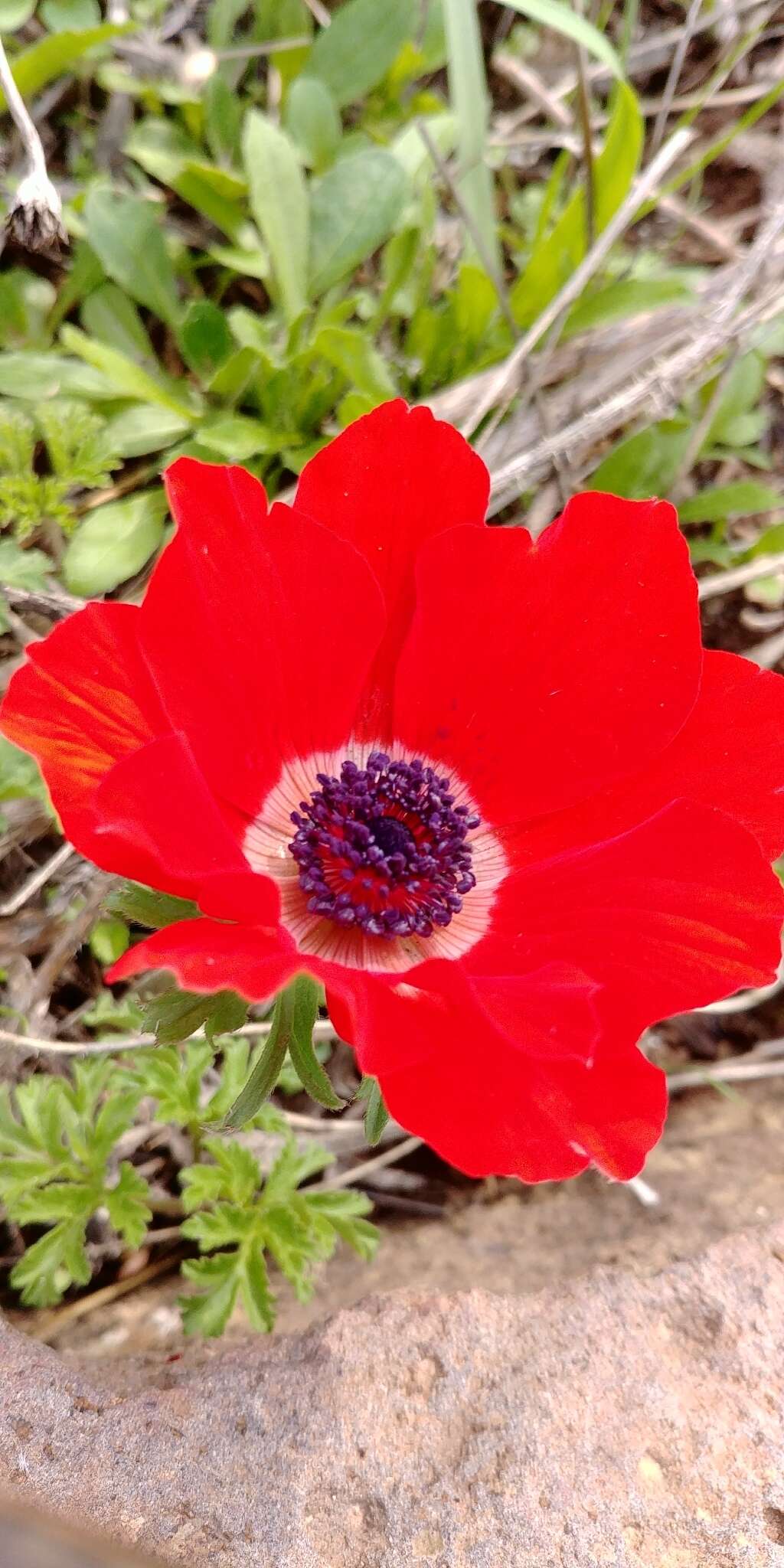 Imagem de Anemone coronaria L.