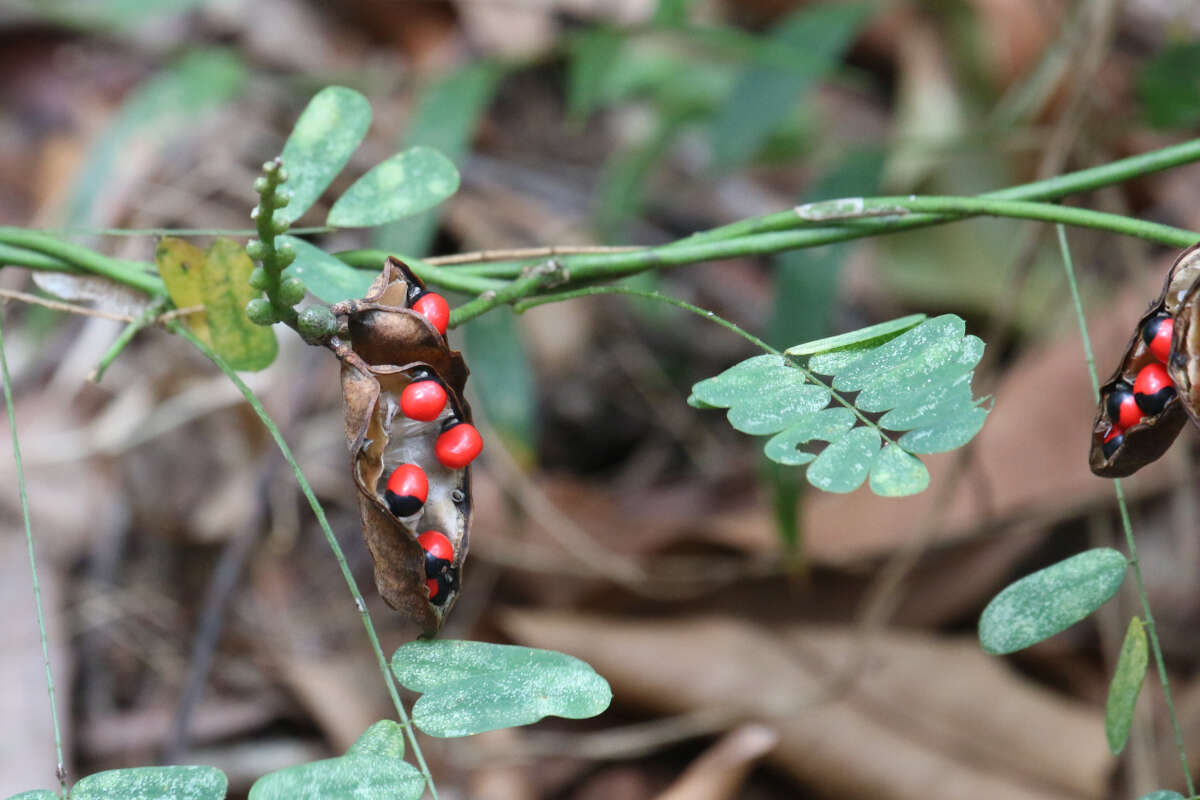 Image of Abrus precatorius subsp. precatorius