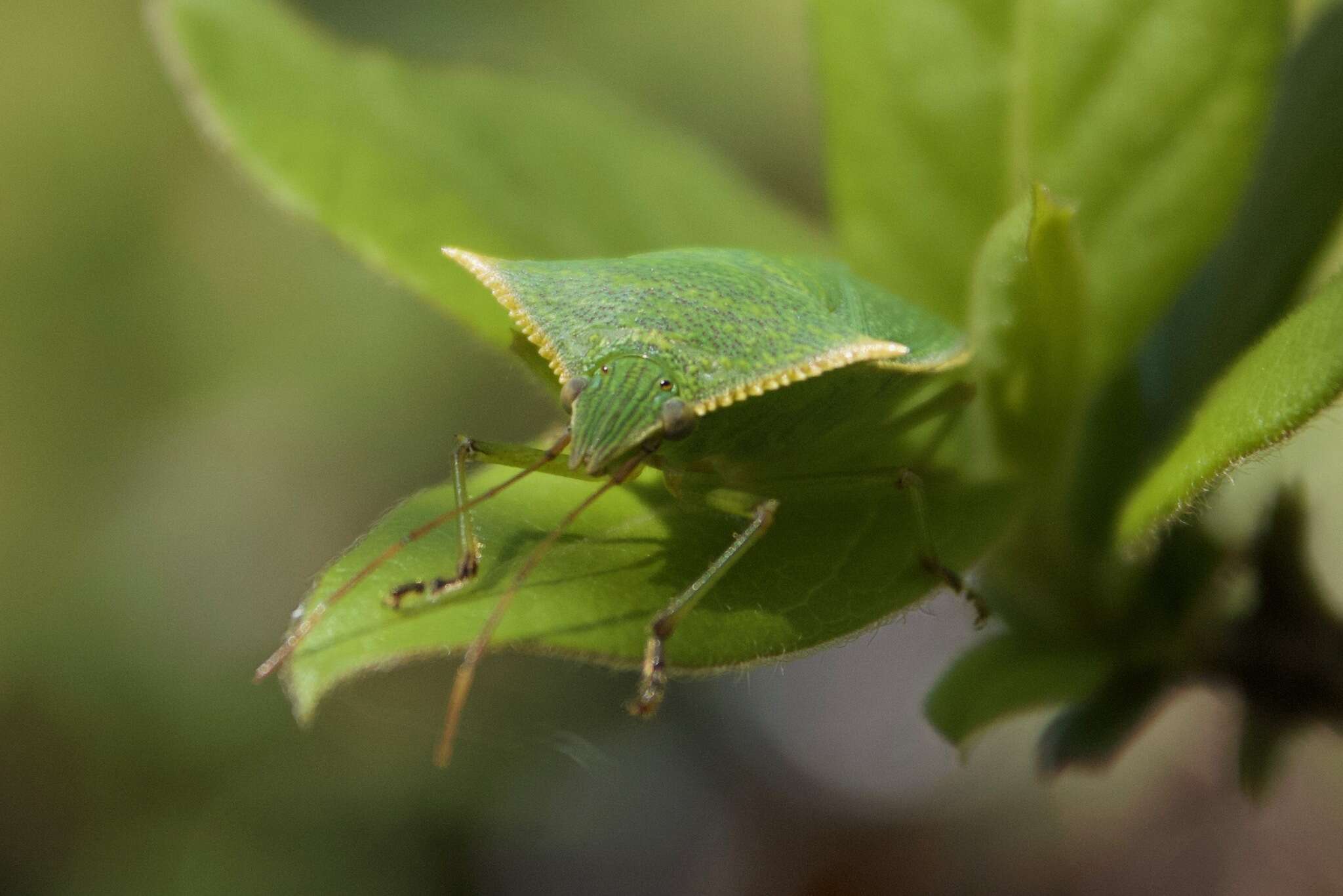 Image of Loxa viridis (Palisot 1811)