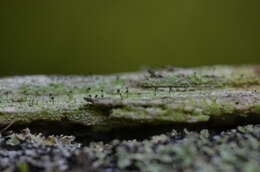 Image of chaenothecopsis lichen