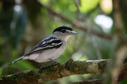 Image of Black-capped Becard