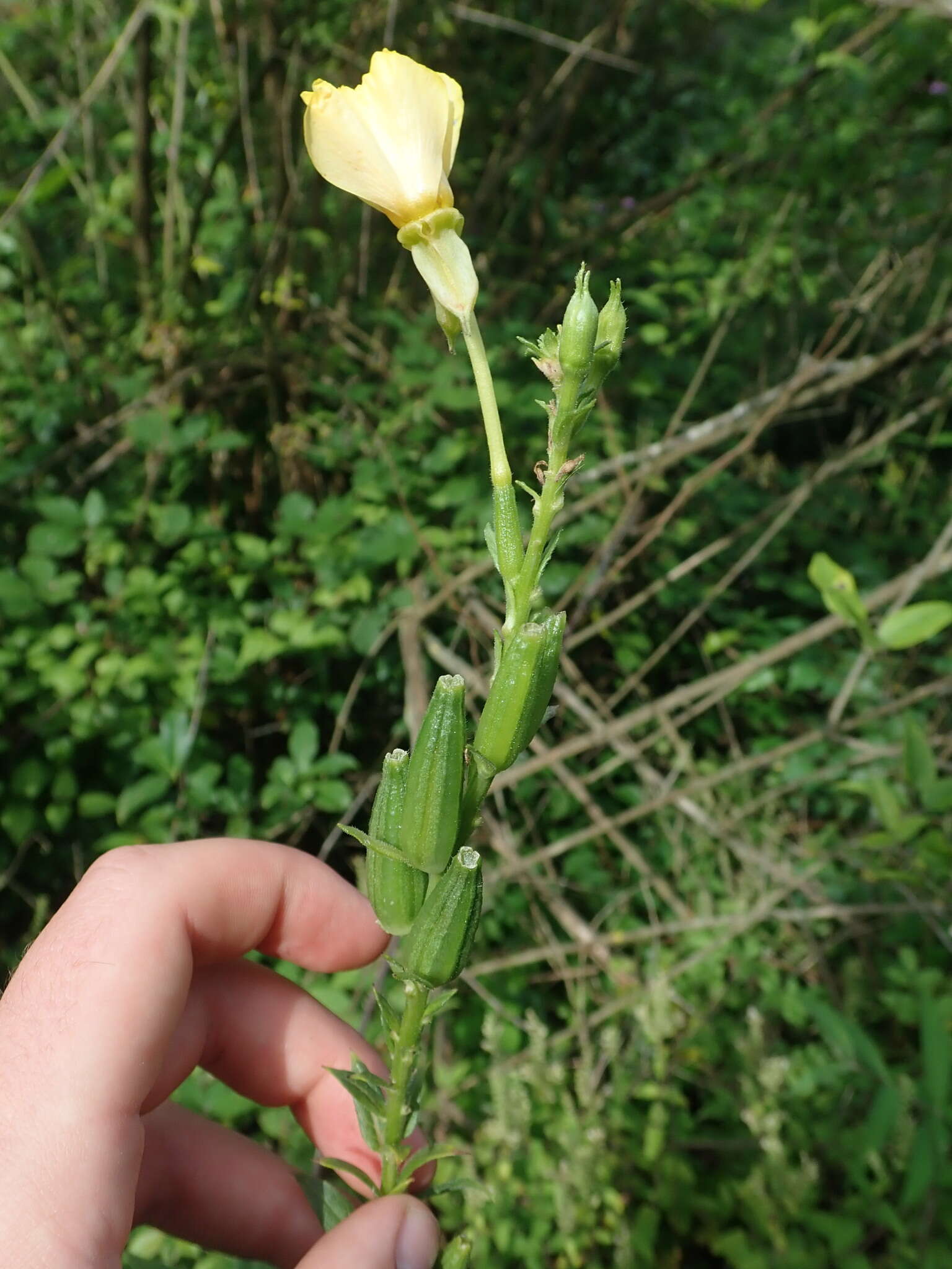 Image of Oenothera subterminalis R. R. Gates