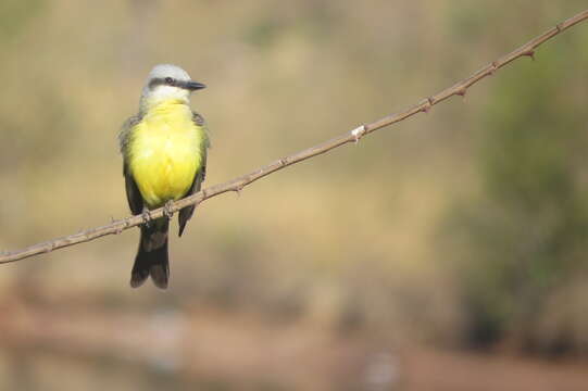 Image of White-throated Kingbird