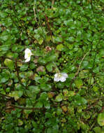 Image of Epilobium macropus Hook.