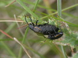 Image of <i>Arima marginata</i>