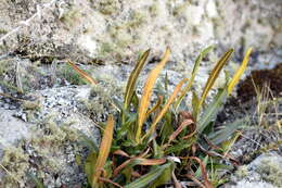 Image of Elaphoglossum gayanum (Fée) Moore