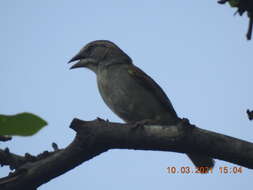 Image of Stripe-capped and Tumbes Sparrows