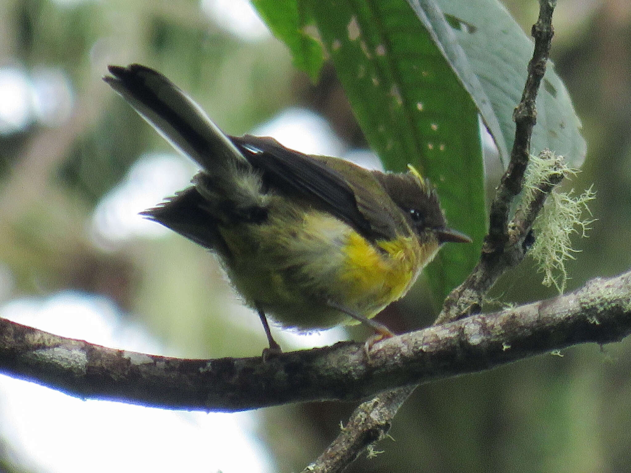 Myioborus flavivertex (Salvin 1887) resmi