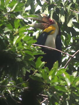 Image of Wreathed Hornbill