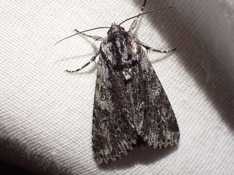 Acronicta perdita Grote 1874的圖片