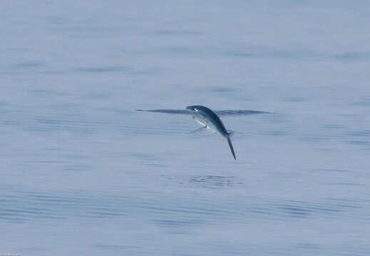 Image of Bennett's Flyingfish