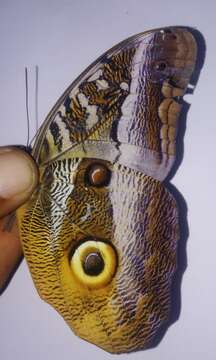 Image of Caligo idomeneus Linnaeus 1758