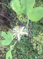 Passiflora affinis Engelm. ex A. Gray的圖片