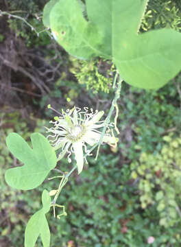 Passiflora affinis Engelm. ex A. Gray的圖片