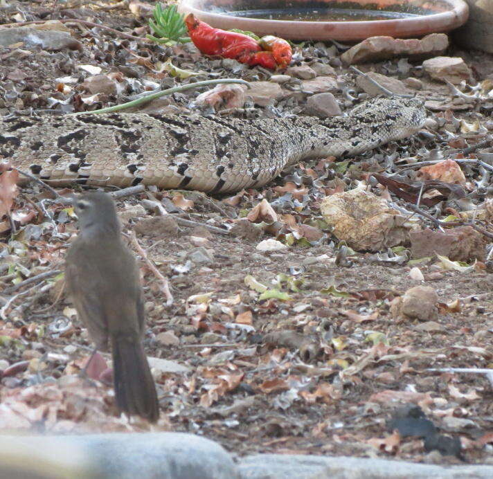 Cercotrichas coryphoeus coryphoeus (Vieillot 1817) resmi