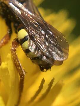 Image of Nomada fucata Panzer 1798