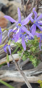 Image of Geissorhiza namaquensis W. F. Barker