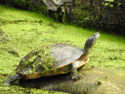 Pseudemys rubriventris (Le Conte 1830) resmi