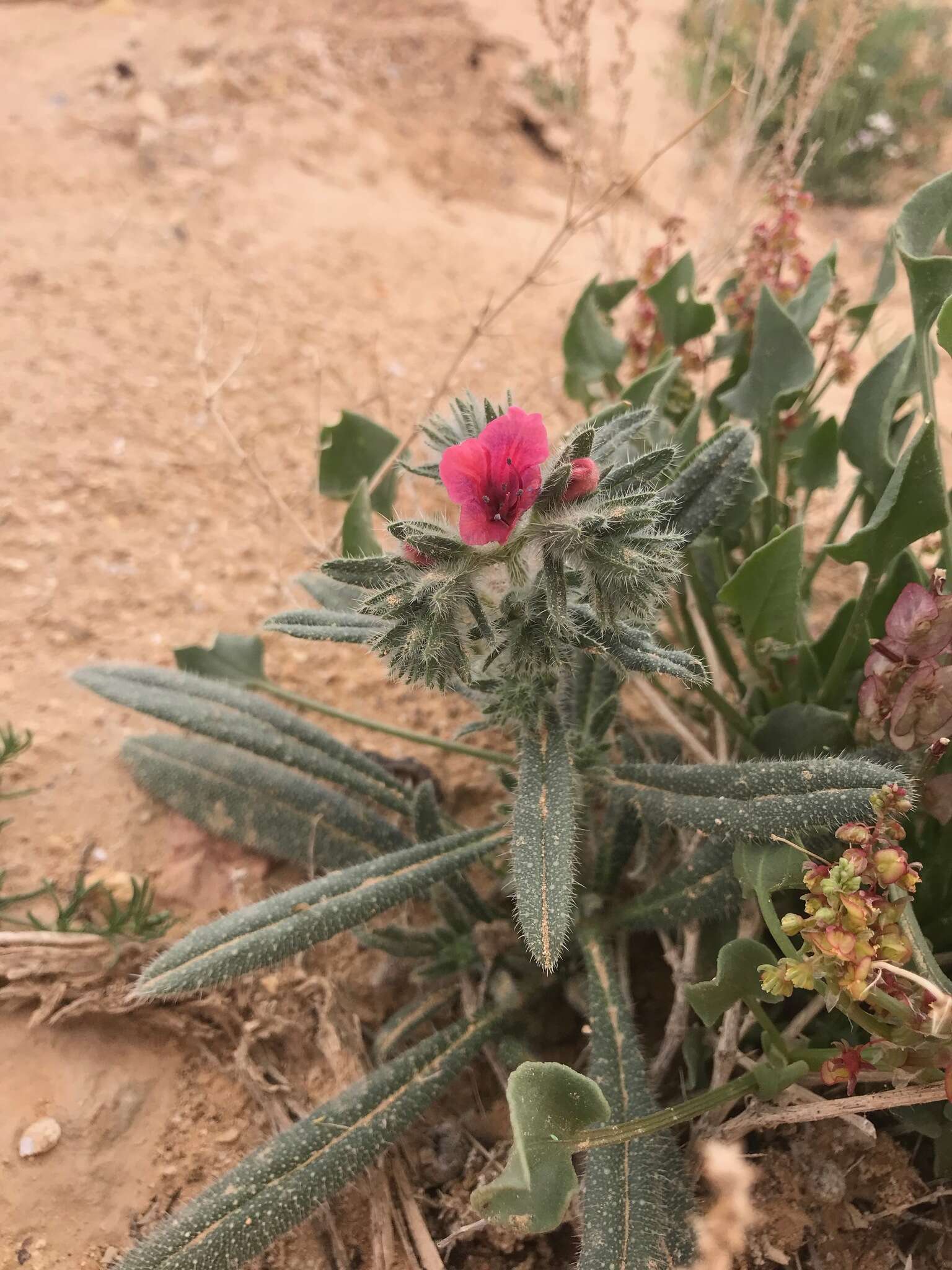 Image of Echium rauwolfii Del.