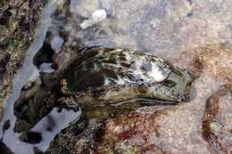 Image of Ass's ear abalone