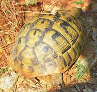 Image of Hermann's Tortoise