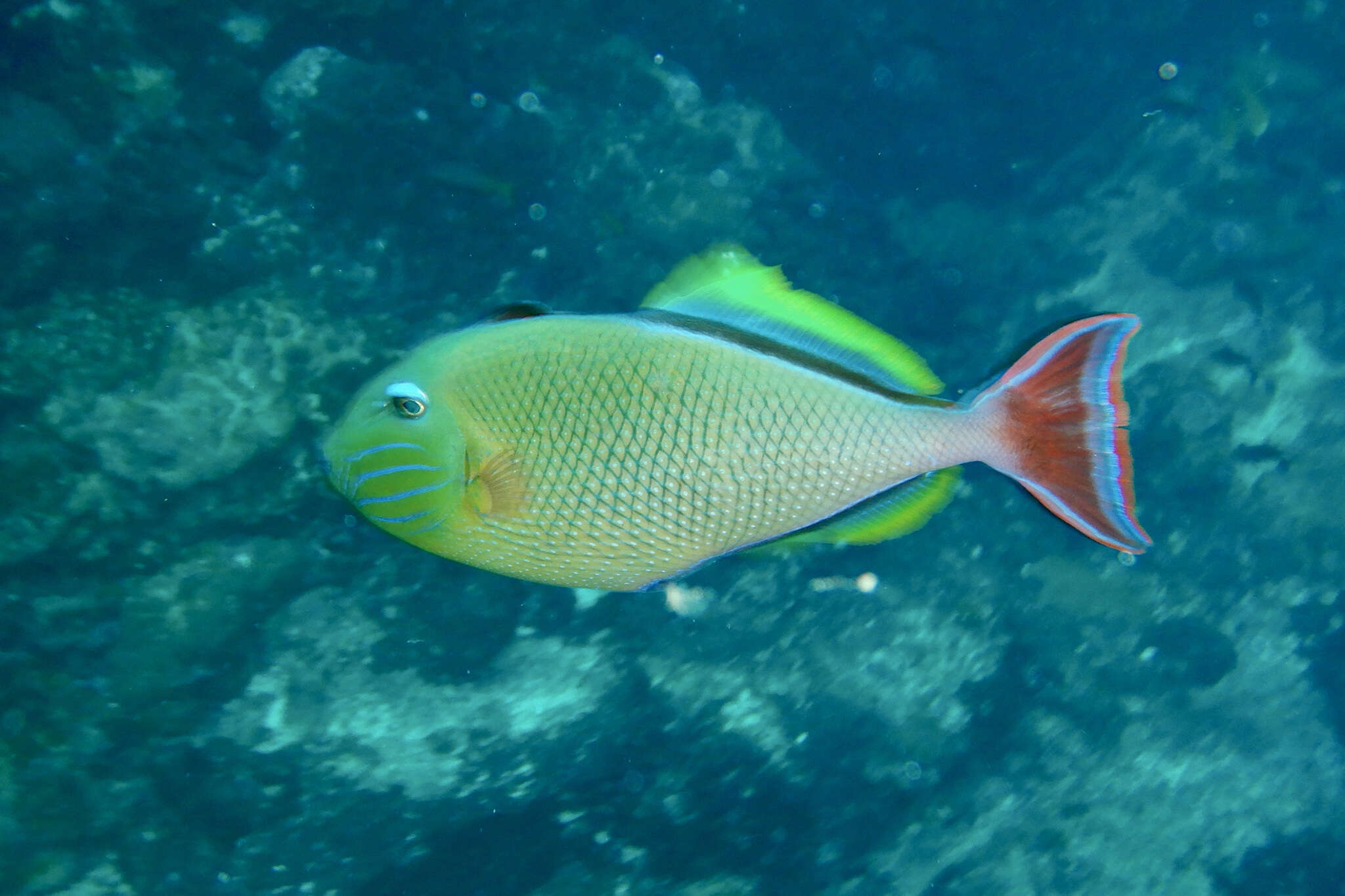 Image of Blue-throat Trigger