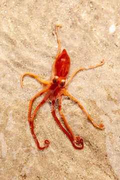 Image of southern sand octopus