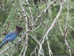 Image of Steller's Jay