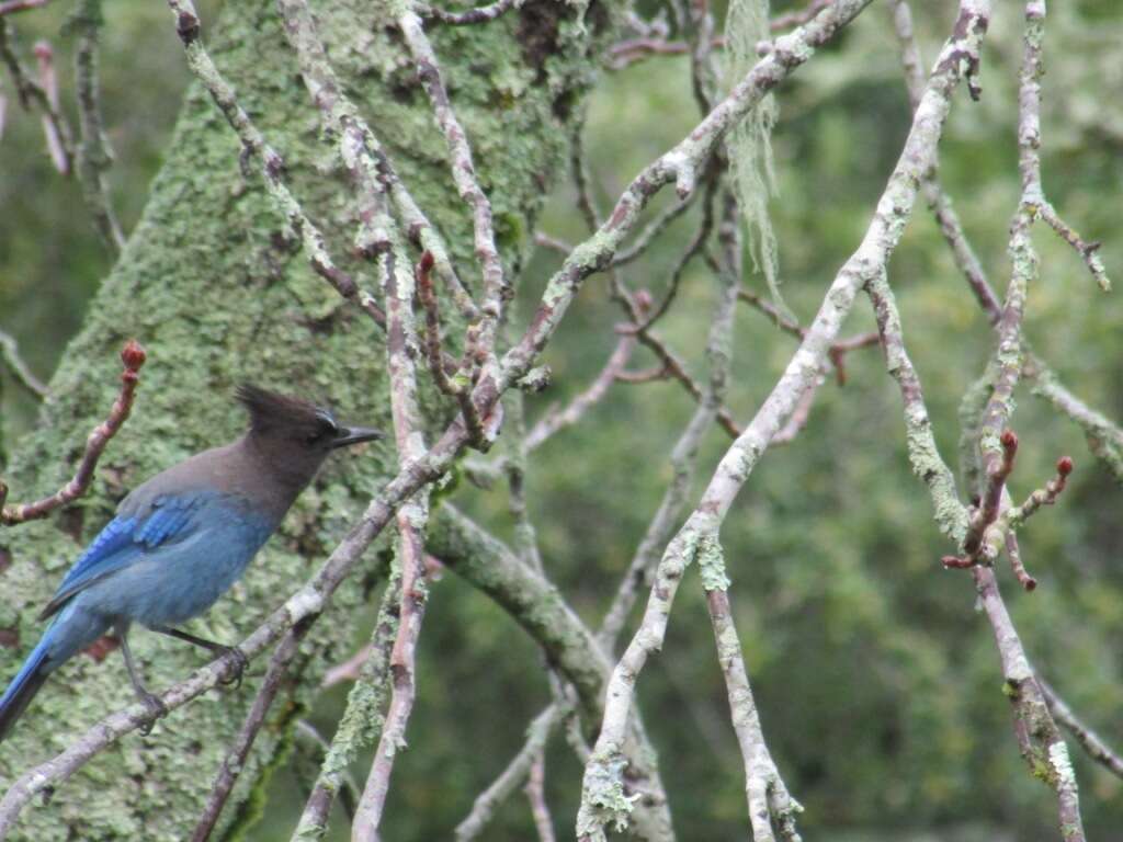 Image of Steller's Jay