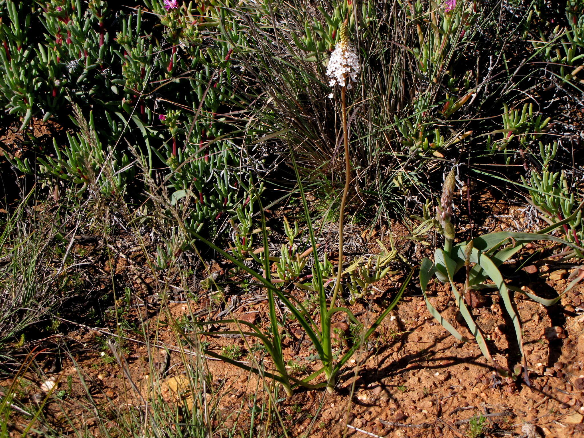 Image of Bulbinella cauda-felis (L. fil.) T. Durand & Schinz