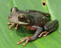 Image of Ecuador slender-legged treefrog