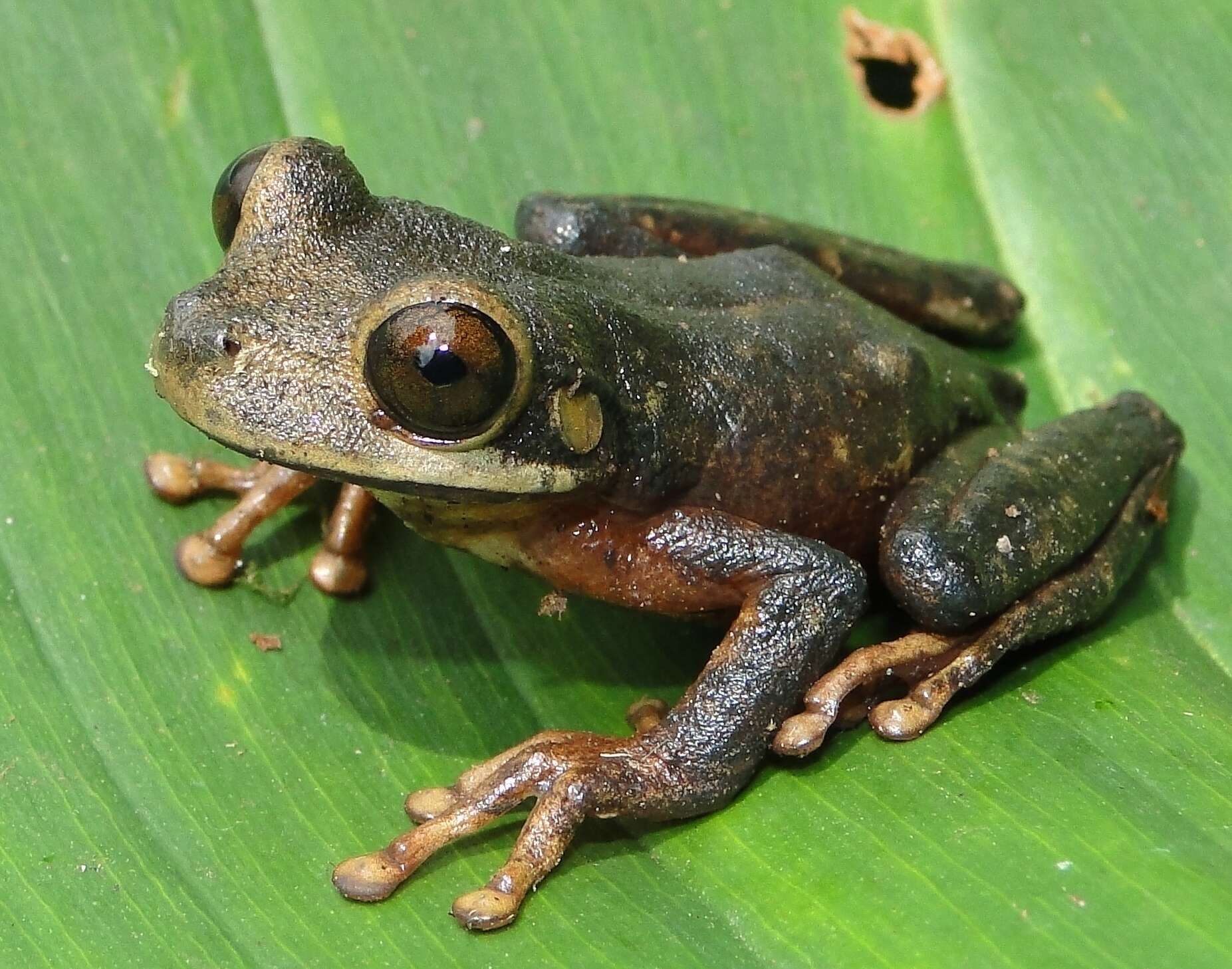 Osteocephalus verruciger (Werner 1901)的圖片