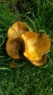 Image of western jack-o'-lantern mushroom