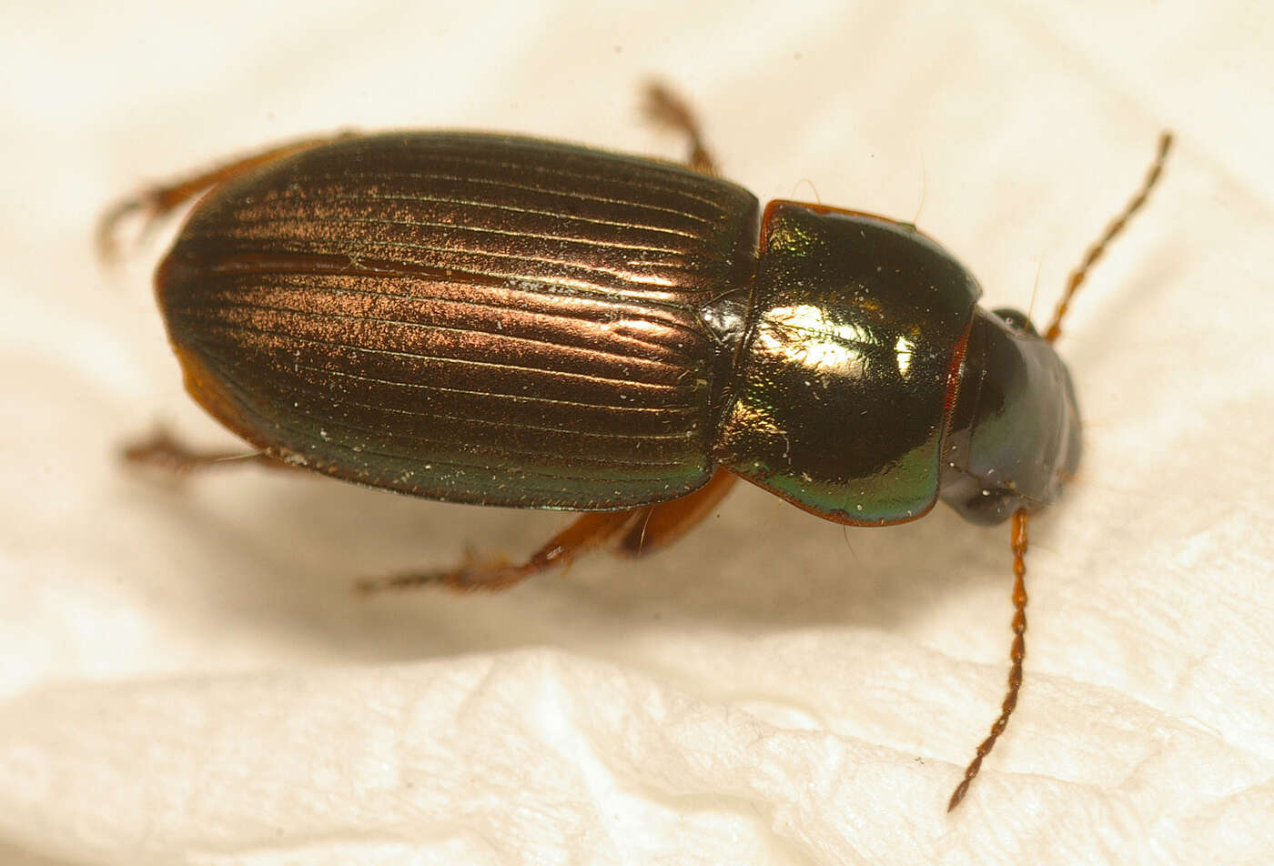 Image of Harpalus (Harpalus) tardus (Panzer 1796)