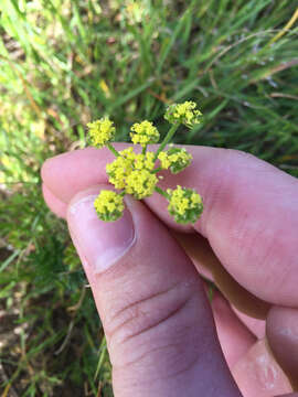 Image of common lomatium