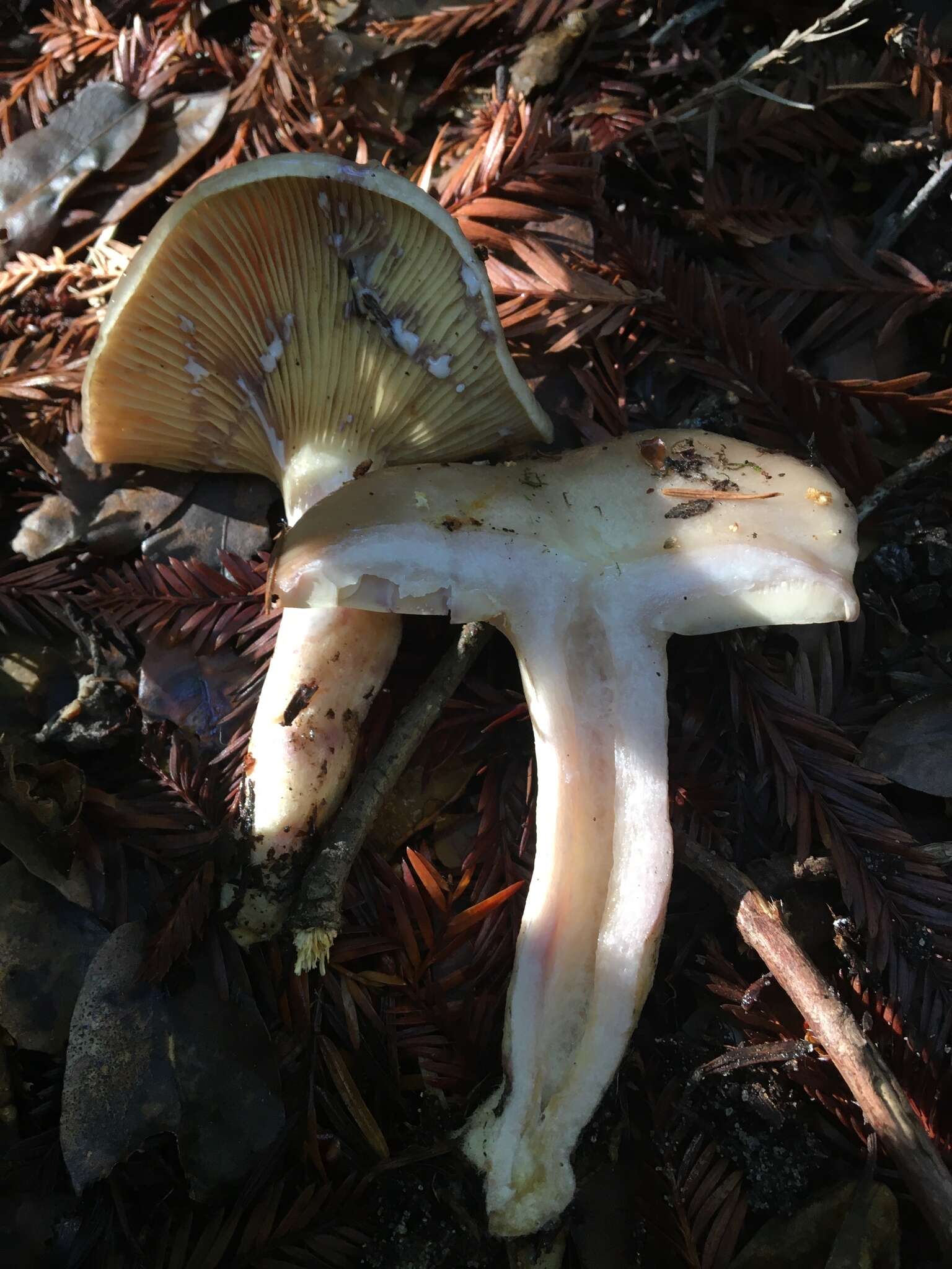 Слика од Lactarius californiensis Hesler & A. H. Sm. 1979