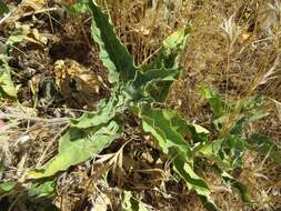 Image of Mojave milkweed