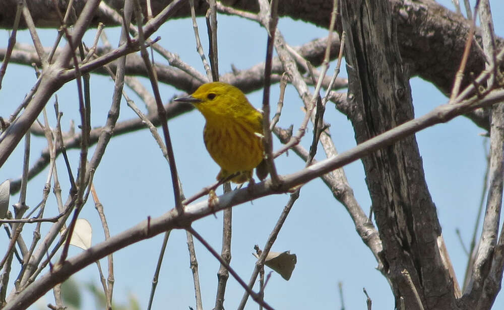 Image de Setophaga petechia gundlachi (Baird & SF 1865)