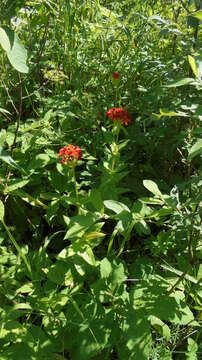 Слика од Silene chalcedonica (L.) E. H. L. Krause