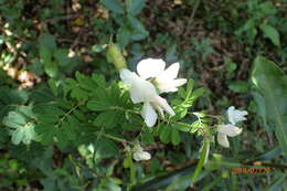 Image of Tephrosia inandensis H. M. L. Forbes